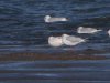 Black-headed Gull at Wakering Stairs (Steve Arlow) (71275 bytes)